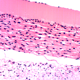 50 Human Pathology Slides