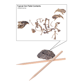 Owl Pellet Kits