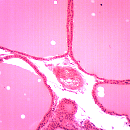 15 Prepared Slides, Human Tissue