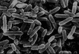 Microscopic Bacteria in Yogurt