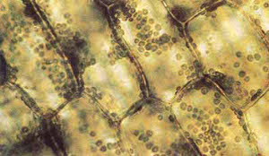 cytoplasmic streaming under microscope