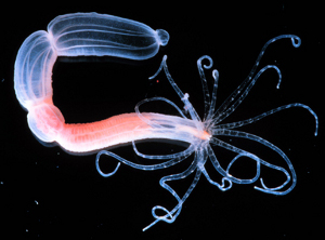 Hydra under microscope