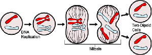 Microscopic cell mitosis