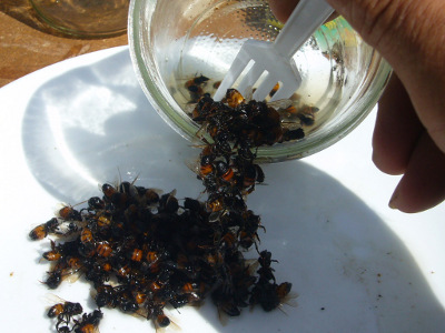 Processing Bees
